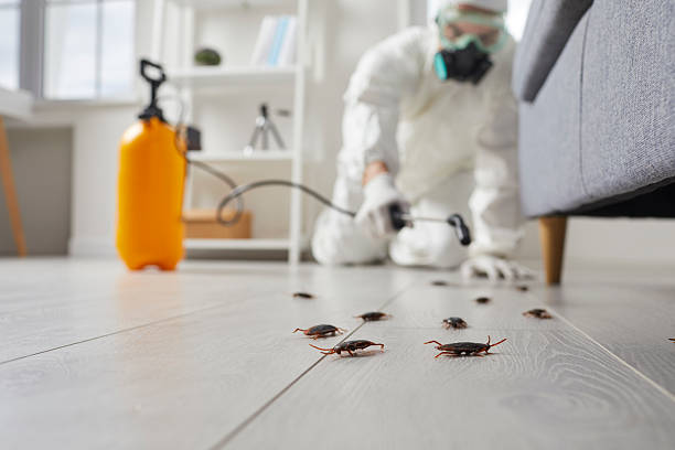 Trusted Cockroach Control service in Maple Heights-Lake Desire, WA - Nex Pest Control